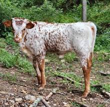 Heifer Calf