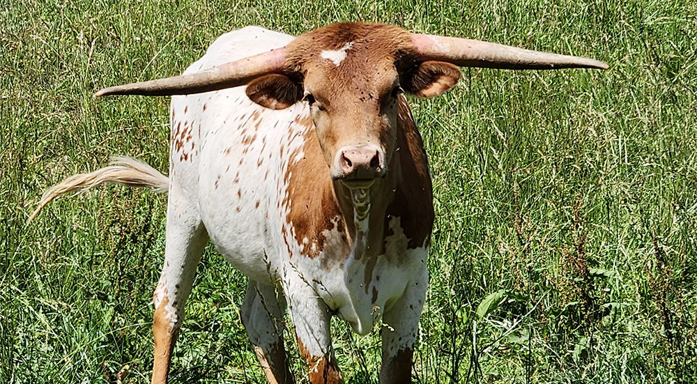 heifers